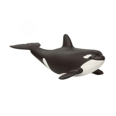 Cá voi sát thủ con